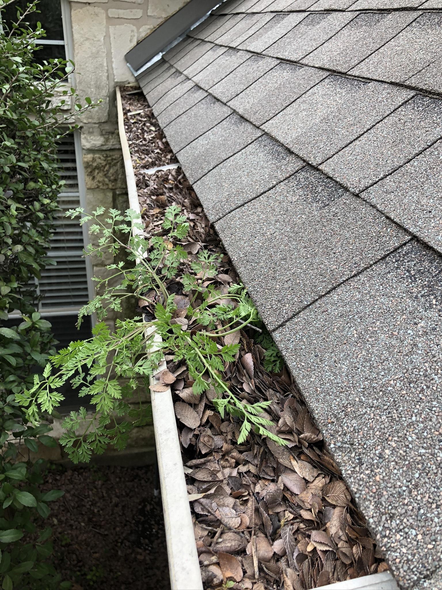 Pest Prevention
