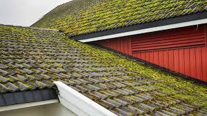 Algae & Moss Removal